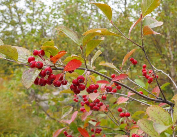 Essbare Eberesche Rot Moravská, wurzelnackt