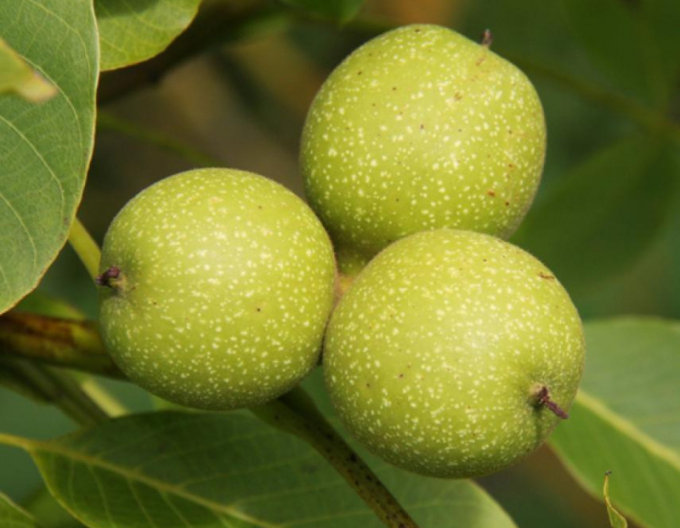 Walnuss Lara , lose.