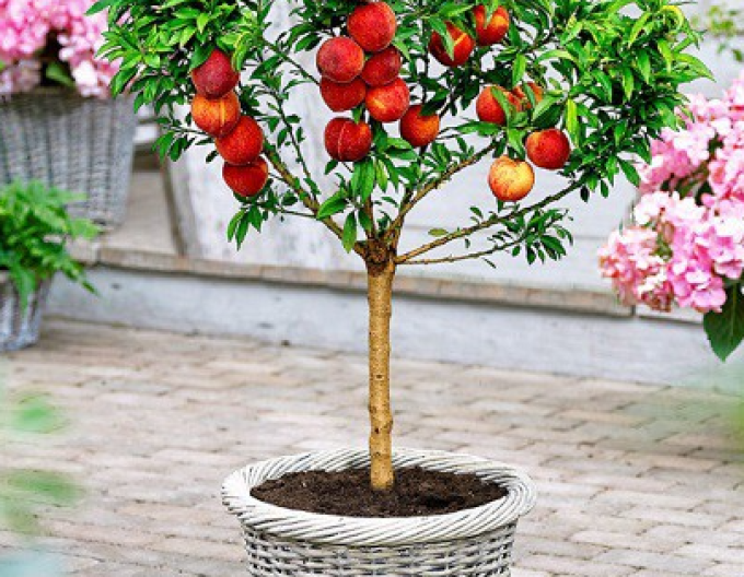 Mini-Nektarine HONEY GOLD, auf Sämling, wurzelnackt