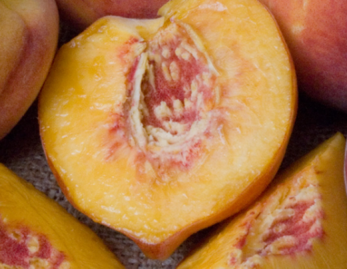 Mini-Nektarine HONEY GOLD, auf Sämling, wurzelnackt