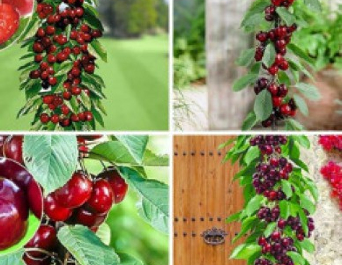 Säulenkirsche Queen Marry, sub. Colt, frei.