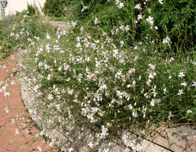 Gaura ´Whirling Butterflies