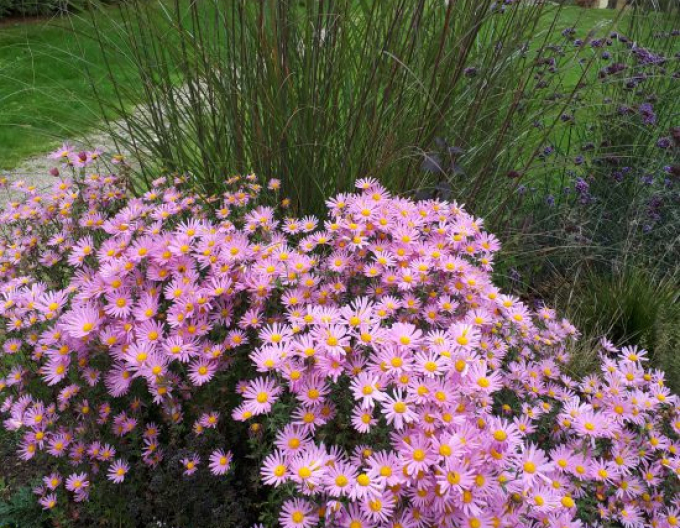 Winteraster Clara Curtis