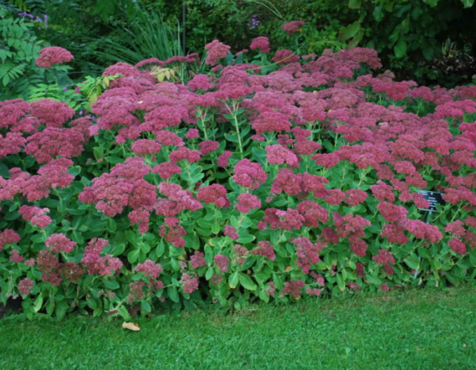 Fettblatt  Brilliant