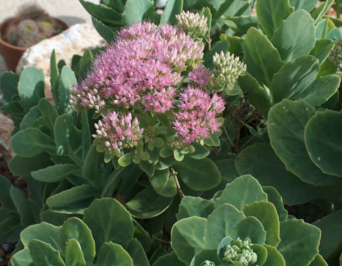 Fettblatt  Brilliant