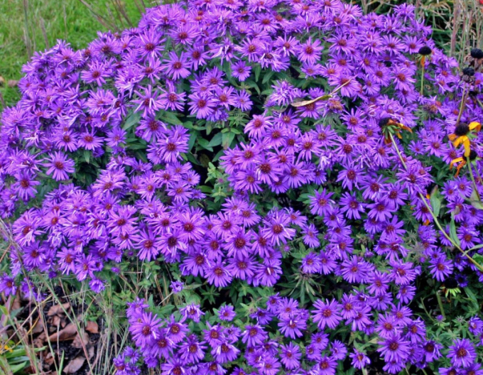 Aster Purple Dome