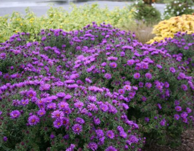 Aster Purple Dome