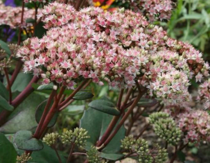 Fettblatt Matrona 1l