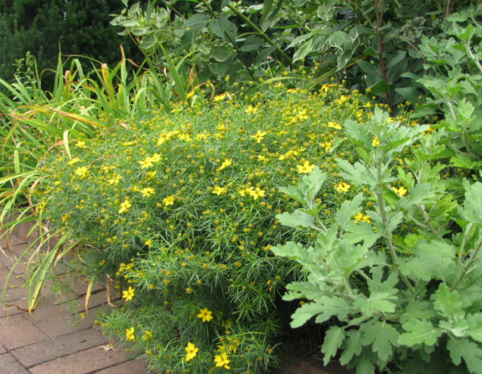 Mädchenauge  Zagreb