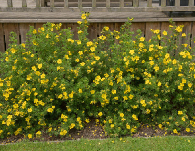 Fingerstrauch Klondike