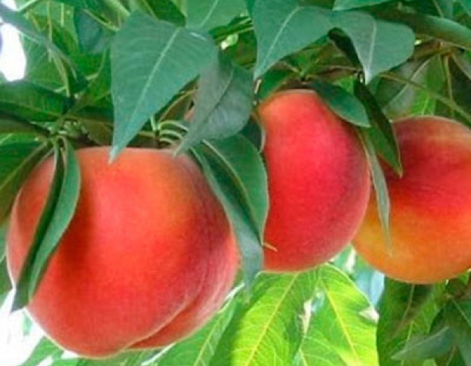 Pfirsich Springcrest, auf GF677, wurzelnackt