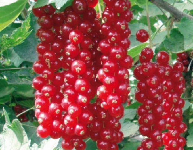 Rote Johannisbeeren Jonkheer van Tets, Hochstämmchen, wurzelnackt