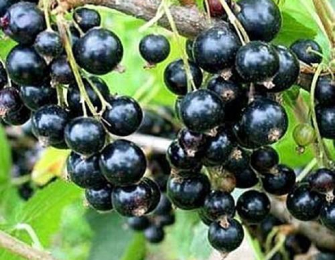 Schwarze Johannisbeere Titania,Hochstämmchen, wurzelnackt