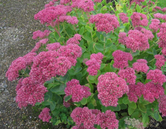 Fettblatt  Brilliant