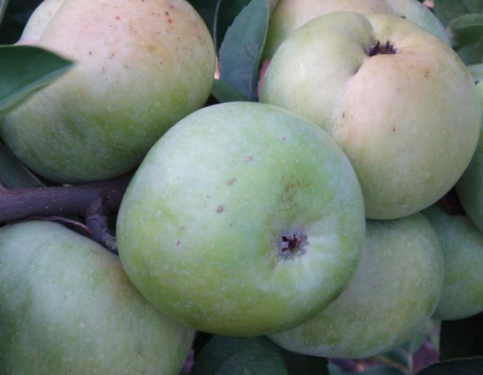 Sommerapfel ’Weißer Klarapfel’, auf MM106, wurzelnackt