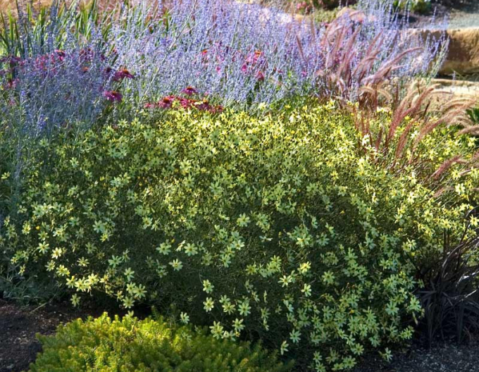 Faden-Mädchenauge ´Moonbeam´