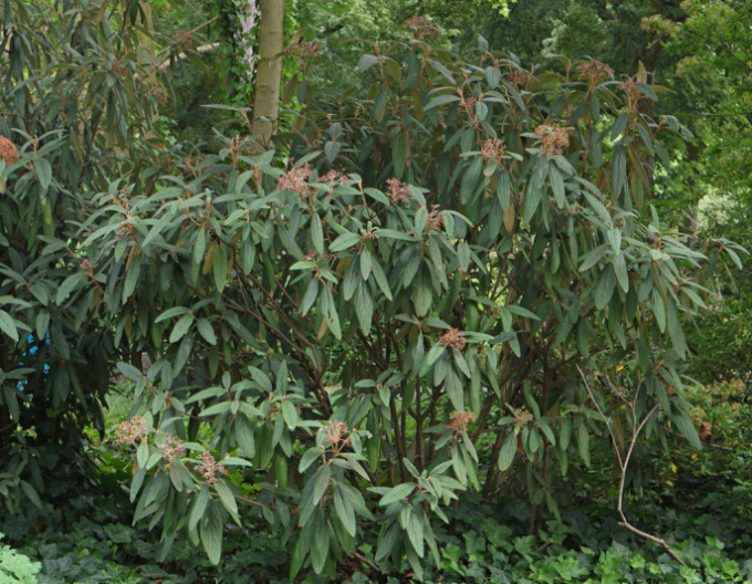 Faltenblättriger Schneeball 80l