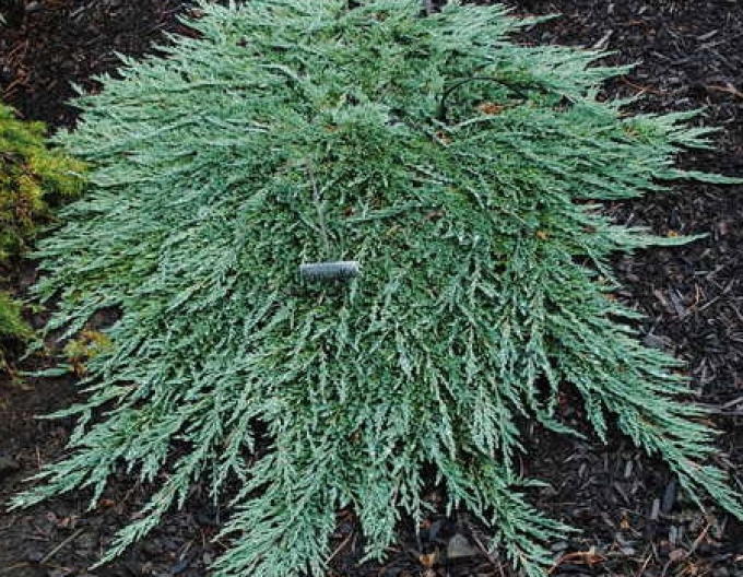 Wacholder ´Pancake´