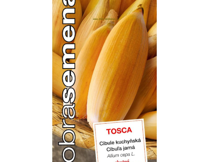 Dobrá semená Zwiebel Tosca
