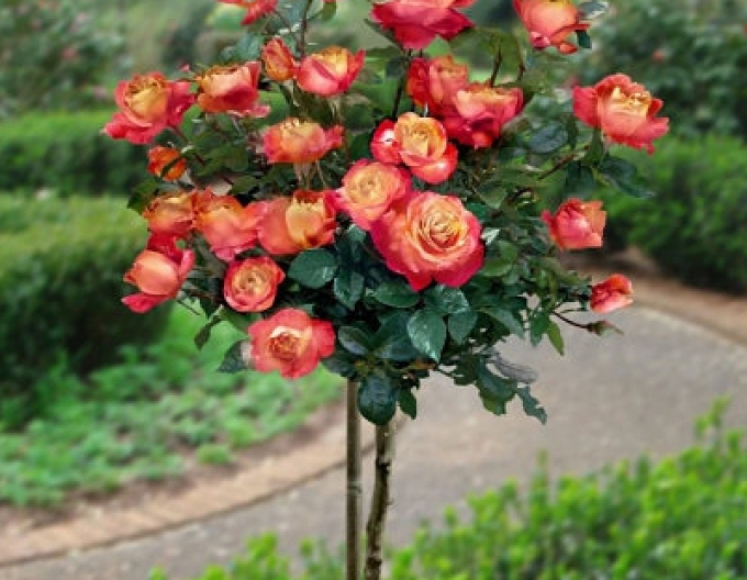 Rose des Baumes Orient Express