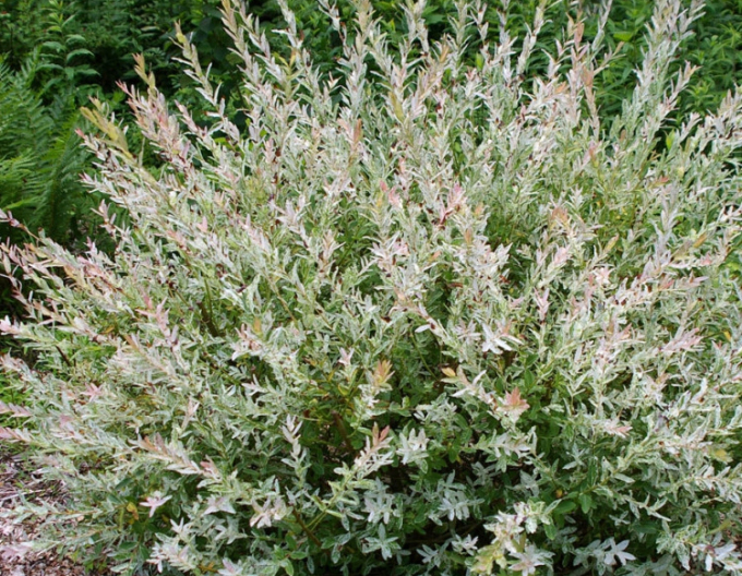 Japanische Harlekinweide Hakuro Nishiki - Strauch