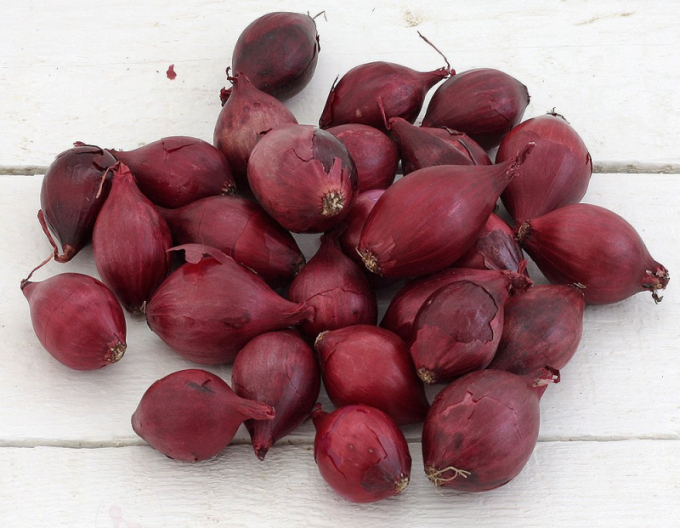 Steckzwiebel Roter Baron 10/21 0,25kg