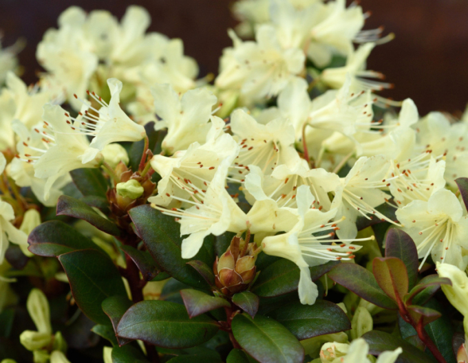 Rhododendron Prinzessin Anne