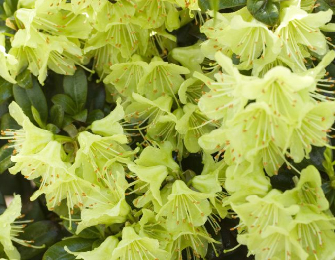 Rhododendron Prinzessin Anne