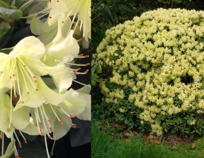 Rhododendron Prinzessin Anne