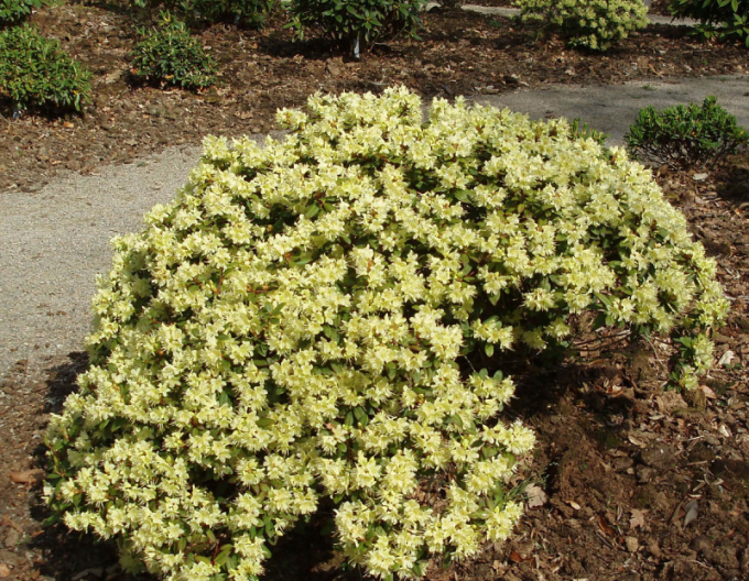 Rhododendron Prinzessin Anne