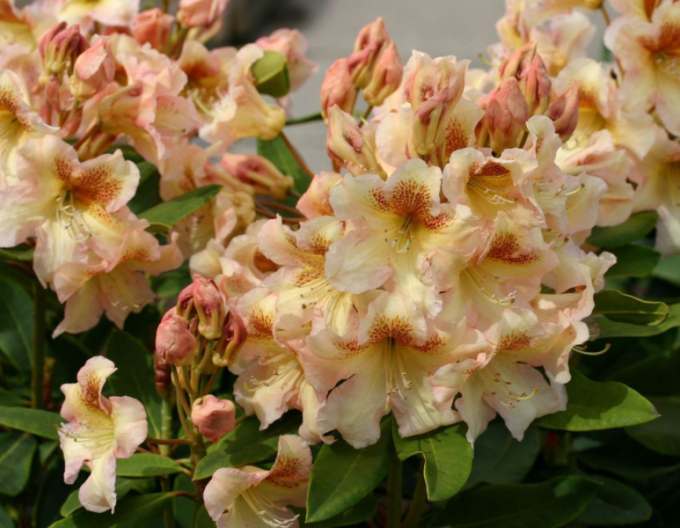Rhododendron Bernstein