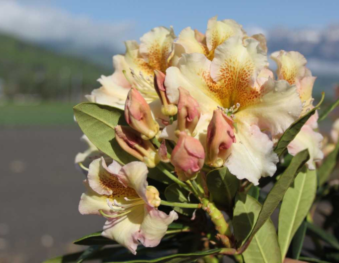 Rhododendron Bernstein