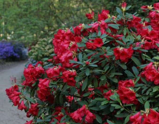 Rhododendron Elizabeth