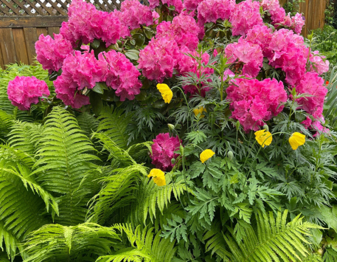 Rhododendron  Germania