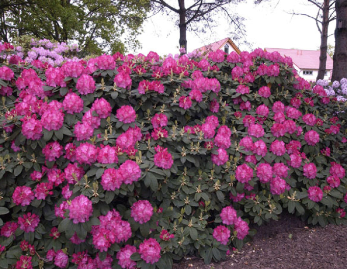 Rhododendron  Germania