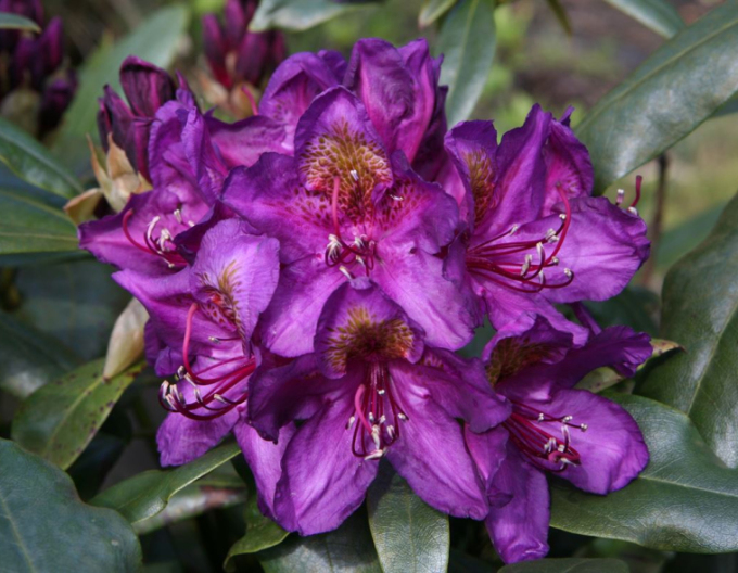 Rhododendron Marcel Menard