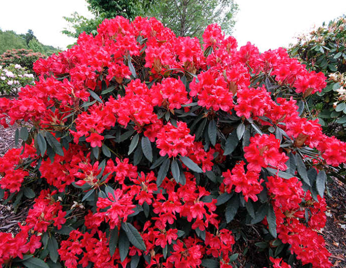 Rhododendron Red Jack