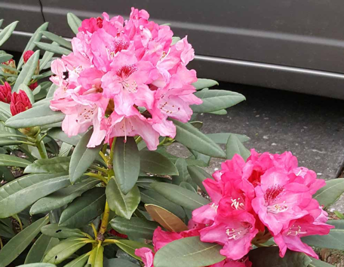Rhododendron Sneezy