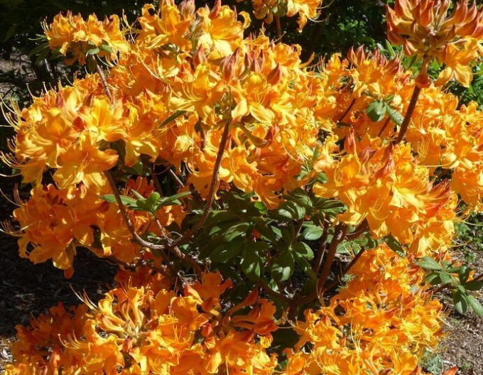 Azalee großblumig Klondyke