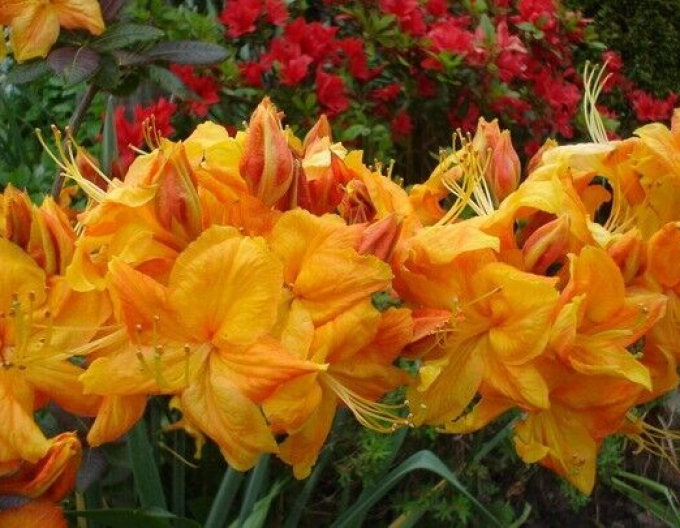 Azalee großblumig Klondyke