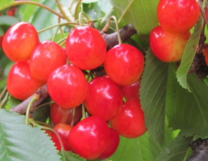 Kirsche Royal Hydrangea, auf Gisela5, cont. 5l