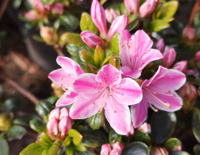 Japanische Azalee Kermesina Rose