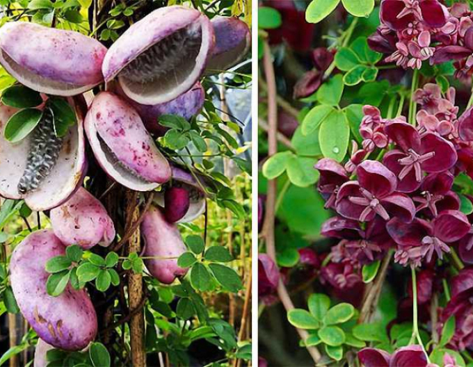 Fingerblättrige Klettergurke