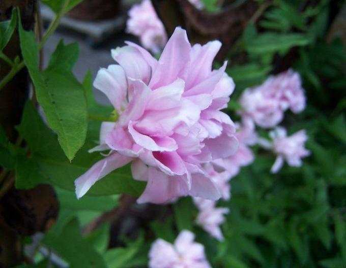 Chinesische Zaunwinde Multiplex