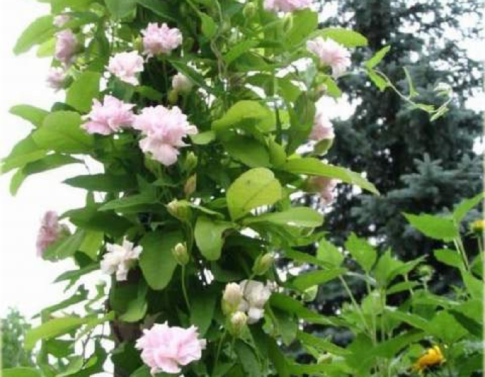 Chinesische Zaunwinde Multiplex