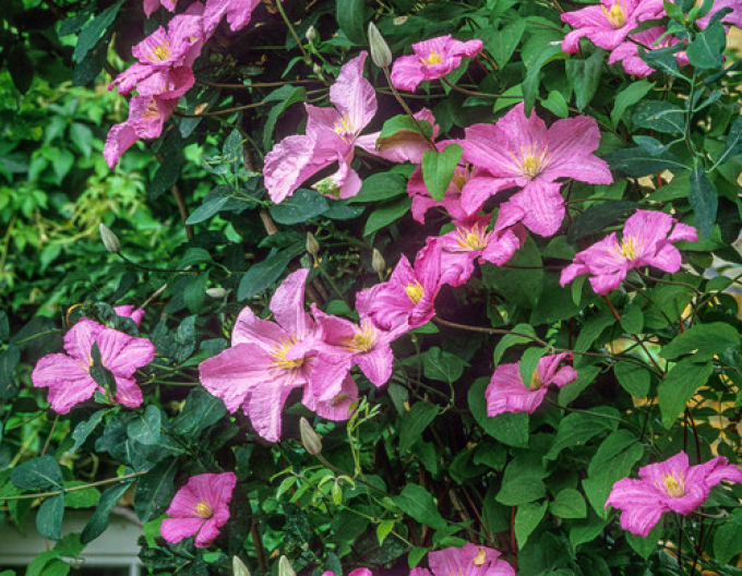 Waldrebe Comtesse de Bouchaud