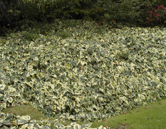 Efeu Gloire de Marengo