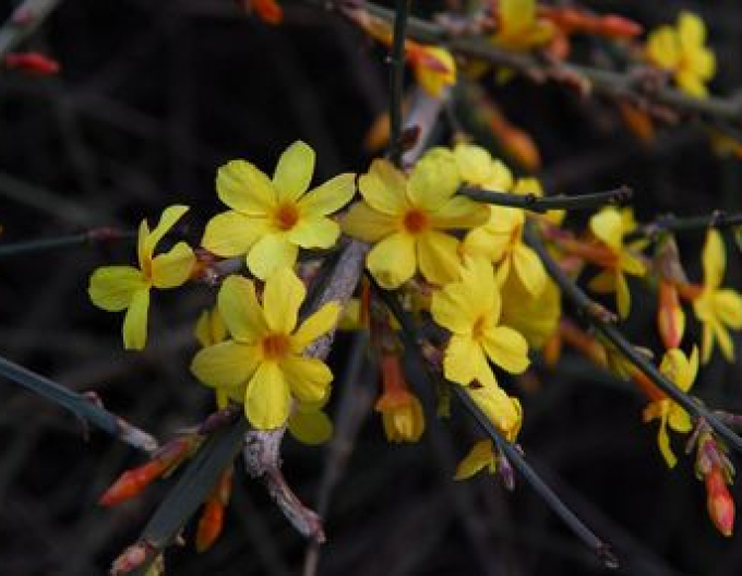 Jasmin Argenteovariegum