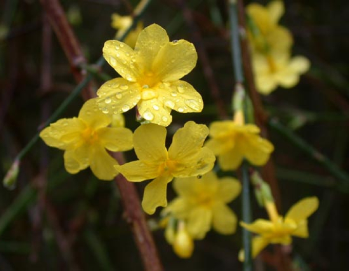Jasmin Argenteovariegum
