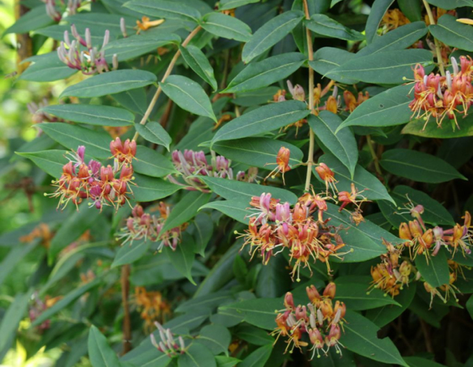 Immergrünes Geißblatt